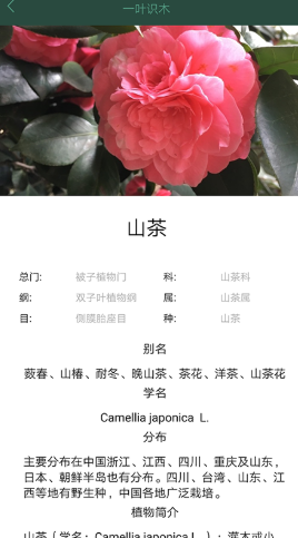 一叶识木(2)