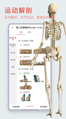 3d宠物解剖(2)