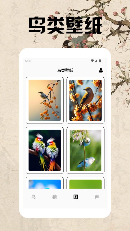 孤独的鸟类大全(3)