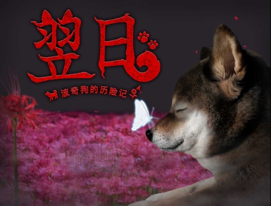 翌日波奇狗的历险记(4)