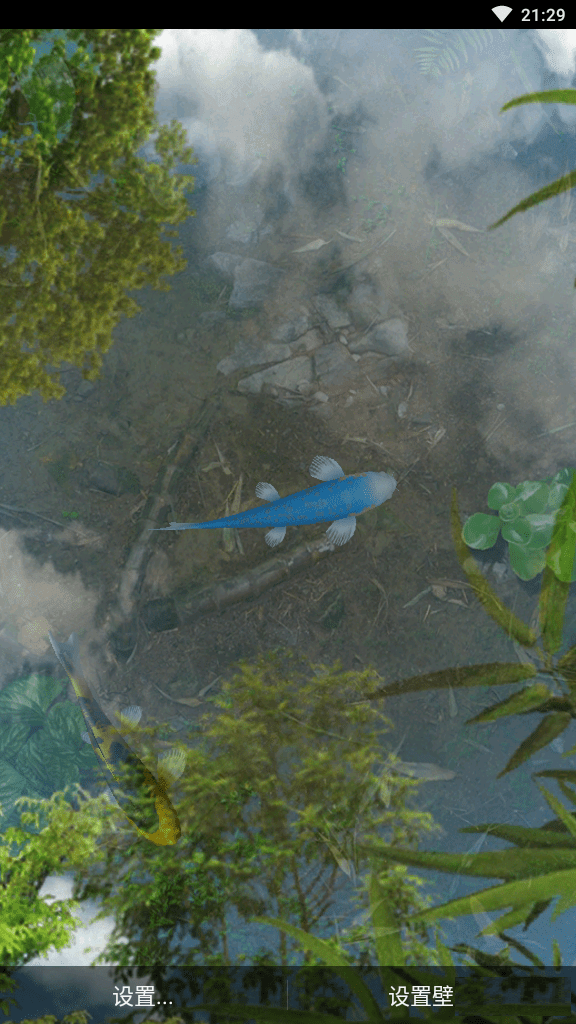 錦鯉水池(2)