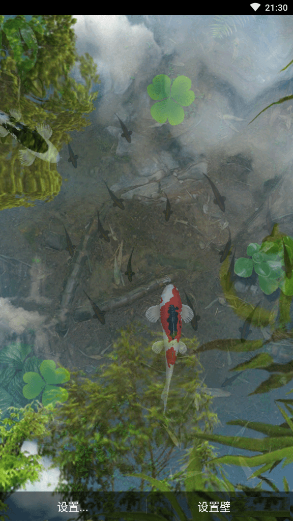 錦鯉水池(3)