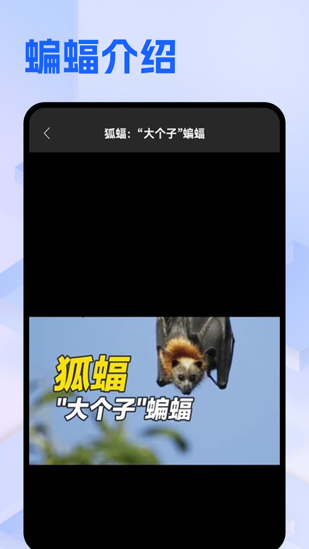 Batchat蝙蝠(3)