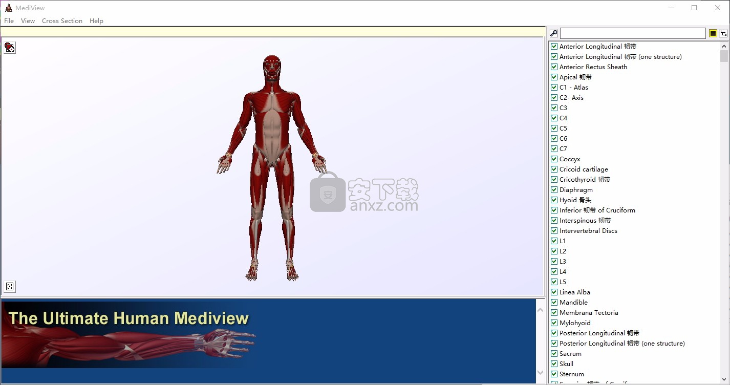 mediview(人体骨骼3d模型)