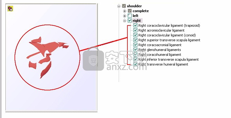 mediview(人体骨骼3d模型)