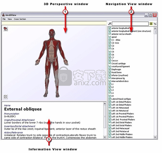 mediview(人体骨骼3d模型)