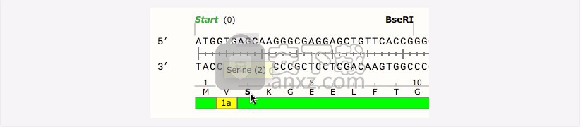 GSL Biotech SnapGene(分子生物学软件)