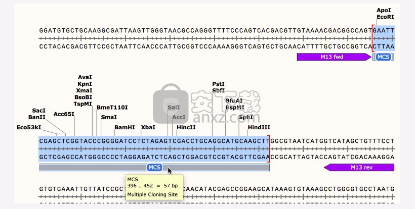 GSL Biotech SnapGene(分子生物学软件)