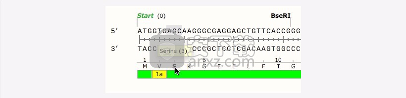 GSL Biotech SnapGene(分子生物学软件)