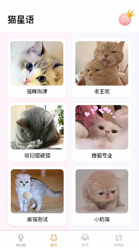 猫语翻译大师(3)