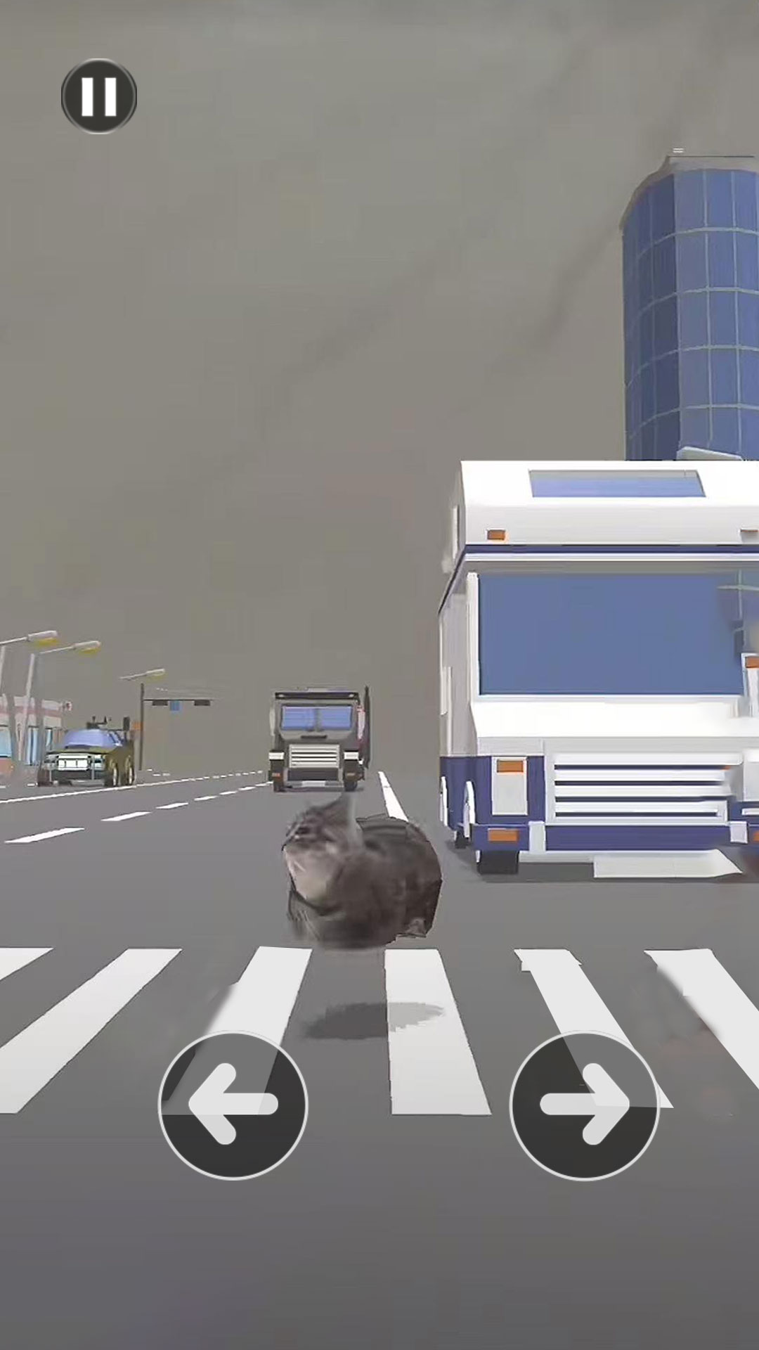 小猫过马路