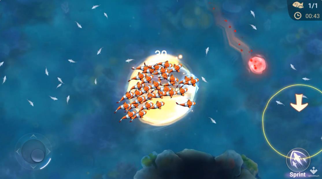 Top Fish