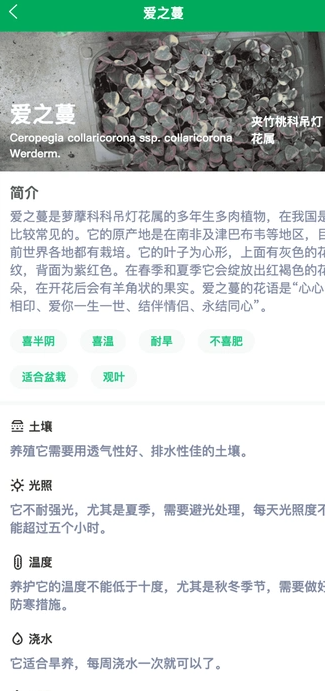 奇奇花园