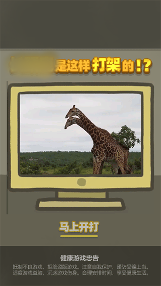 长颈鹿是这样打架的