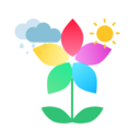 花粉播报