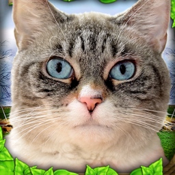 可爱猫咪世界