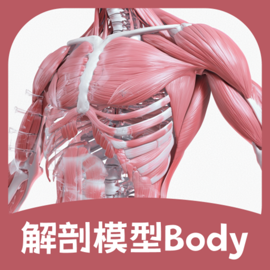 人体解剖模型